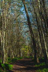 a forest pathway surrounded by tall, slender trees with minimal foliage, allowing dappled sunlight to filter through the branches