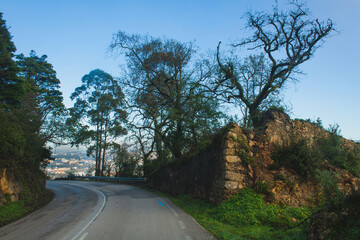 Obraz premium a winding road bordered by lush greenery and tall, bare-branched trees, leading the viewer’s eye toward the distant view of Coimbra nestled in the valley below