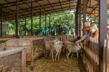 Dad and son leaning on a wooden fence looking at sheep on a farm