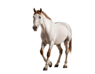 Obraz premium white horse png, horse walking, horse isolated on white transparent background