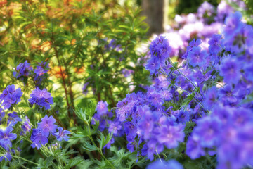 Nature, growth and plants with flowers in garden for environment, sustainability and spring season. Ecology, meadow and biology with crane bill in countryside for botanical, bloom and ecosystem