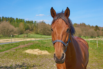 Horse, face and field at farm, countryside and outdoor with mane, health and growth in nature, Equine animal, portrait and pet on grass with summer, wellness and sunshine at rural ranch in Argentina