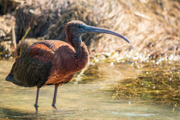 The glossy ibis, latin name Plegadis falcinellus, searching for food in the shallow lagoon.