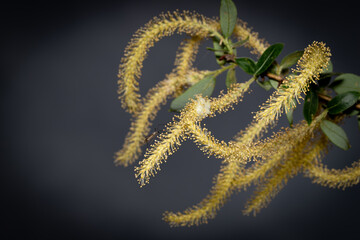 willow blossom on grey background