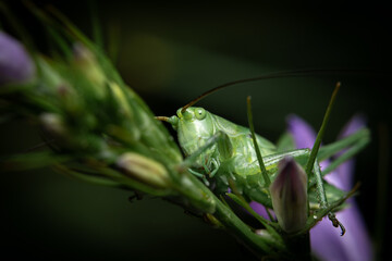 A green grasshopper is hiding on a flower