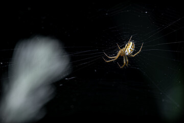 Mangora acalypha on a web