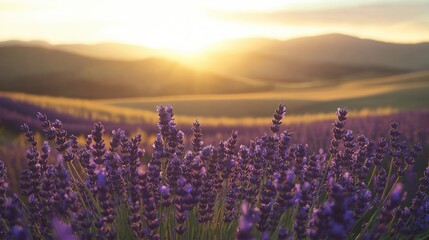 Naklejka premium A beautiful view of lavender flowers in full bloom during sunset, with rolling hills in the background.