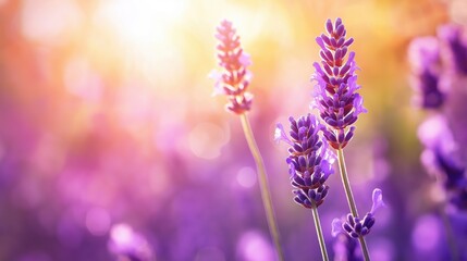 Naklejka premium Beautiful lavender flowers with sunlight creating a soft glow in the background.