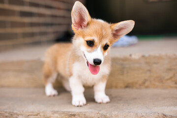 Welsh corgi pembroke puppy playing in the yard