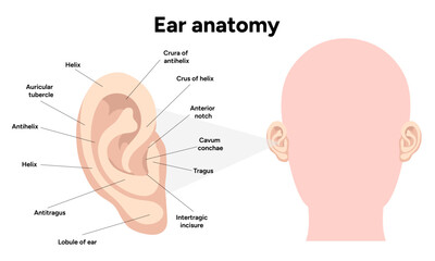 Outer Ear structure and function anatomy. Human ear vestibular system