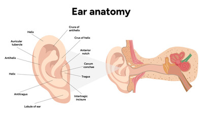 Outer and inner Ear structure and function anatomy. Human ear vestibular system