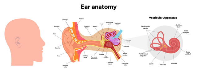 Inner Ear structure and function anatomy. Human ear vestibular system