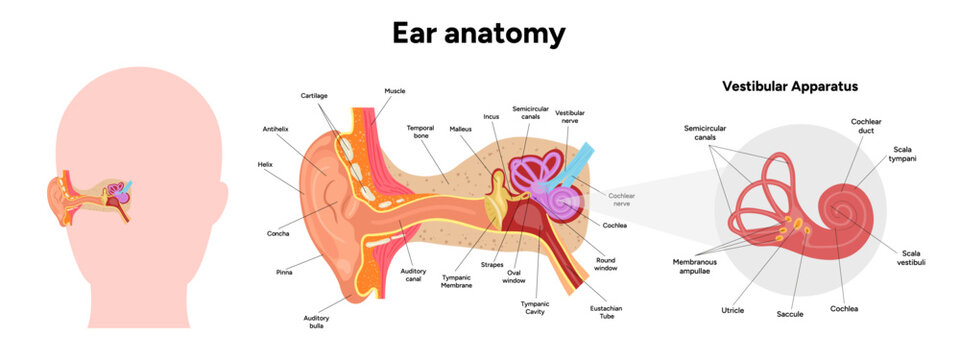 Inner Ear structure and function anatomy. Human ear vestibular system