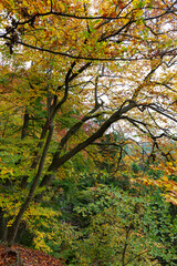 Colorful autumn Landscape in Bohemian Paradise, Czech Republic 
