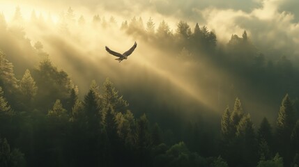 Obraz premium A hawk soaring gracefully above a misty forest during sunrise.