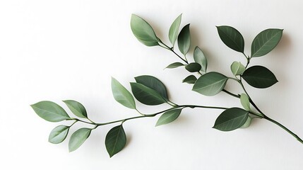 a?? Minimalist white background adorned with green leaves, symbolizing freshness.