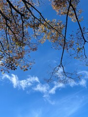 秋空と雲と枝と葉