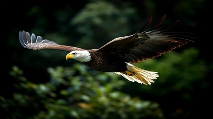 Obraz premium A bald eagle in flight, with its wings spread wide, against a background of green foliage.