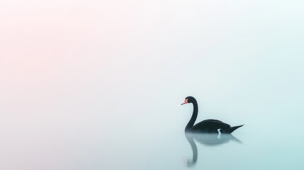 Obraz premium Elegant black swan gliding on misty lake at dawn