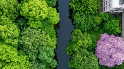 Aerial view of lush green trees and a pink blossoming tree alongside a tranquil river