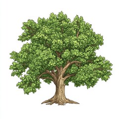 Detailed illustration of a large, lush green tree with a sturdy trunk and vibrant leaves, white isolated background.