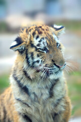 Portrait of cute tiger cub