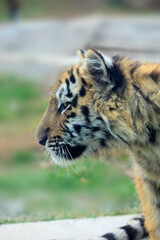 Portrait of cute tiger cub