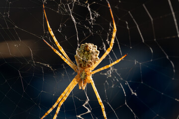 tiger spider in its spider web macro photography araña tigre tela de araña