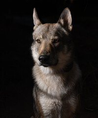 Czechoslovakian Wolfdog pet dog picture