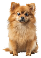 PNG Pomeranian dog mammal animal.