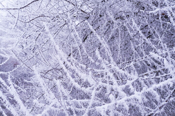 beautiful crystal frost on foliage and tree branches, frosty morning, winter weather concept, beauty of nature, background for wallpaper