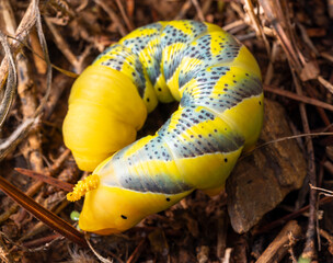 Acherontia atropos, death's head caterpillar, yellow caterpillar, blue caterpillar