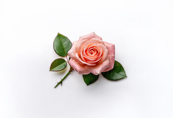 A single pink rose with green leaves lies on a white background.