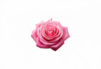 Fototapeta premium A single pink rose with a white center is isolated on a white background.