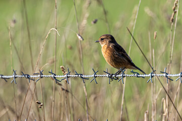 Stonechat on a barbed wire fence. 