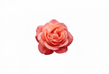 Fototapeta premium A single, delicate peach rose with its petals curled inward, isolated against a pure white background.
