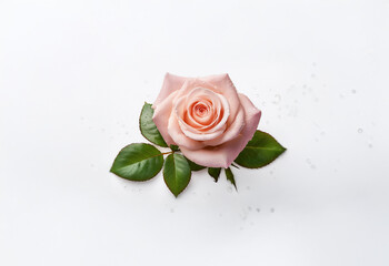 Fototapeta premium A single pink rose with green leaves sits on a white background.