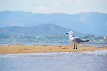 Audouin's Gull on a sandy beach in the Ebro Delta on a cloudy day. Horiontal photography and copy space.