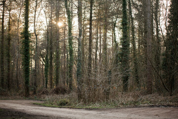 Fototapeta premium path in the woods