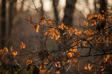 autumn in the forest