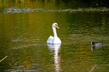 Ein weißer Schwan schwimmt auf dem Wasser