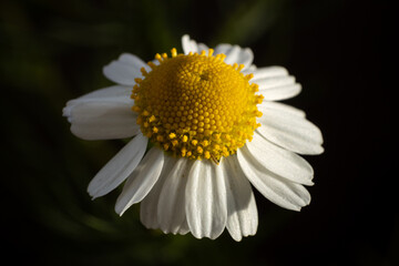 Flor al atardecer