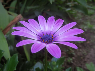 Obraz premium flor violeta