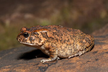 A cute adult guttural toad (Amietophrynus gutturalis) in the wild