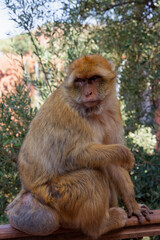 singe magot assis entrain de nous regard en fronçant les sourcils 