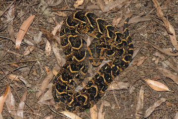 Beautiful camouflage of the potently cytotoxic Puff Adder (Bitis arietans), in the wild
