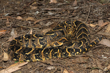Beautiful camouflage of the potently cytotoxic Puff Adder (Bitis arietans), in the wild