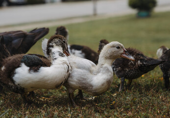 ducks on the grass
