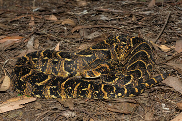 Beautiful camouflage of the potently cytotoxic Puff Adder (Bitis arietans), in the wild