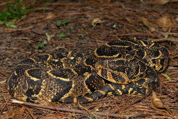 Beautiful camouflage of the potently cytotoxic Puff Adder (Bitis arietans), in the wild